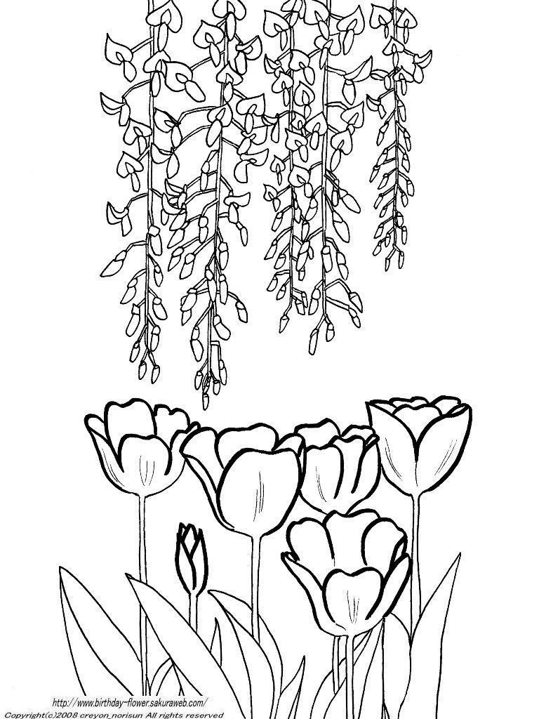 チューリップ、藤の下絵ー4月の誕生月の花の塗り絵