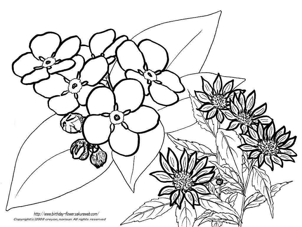すべての講義 1月 塗り絵 : ... ー4月の誕生月の花の塗り絵