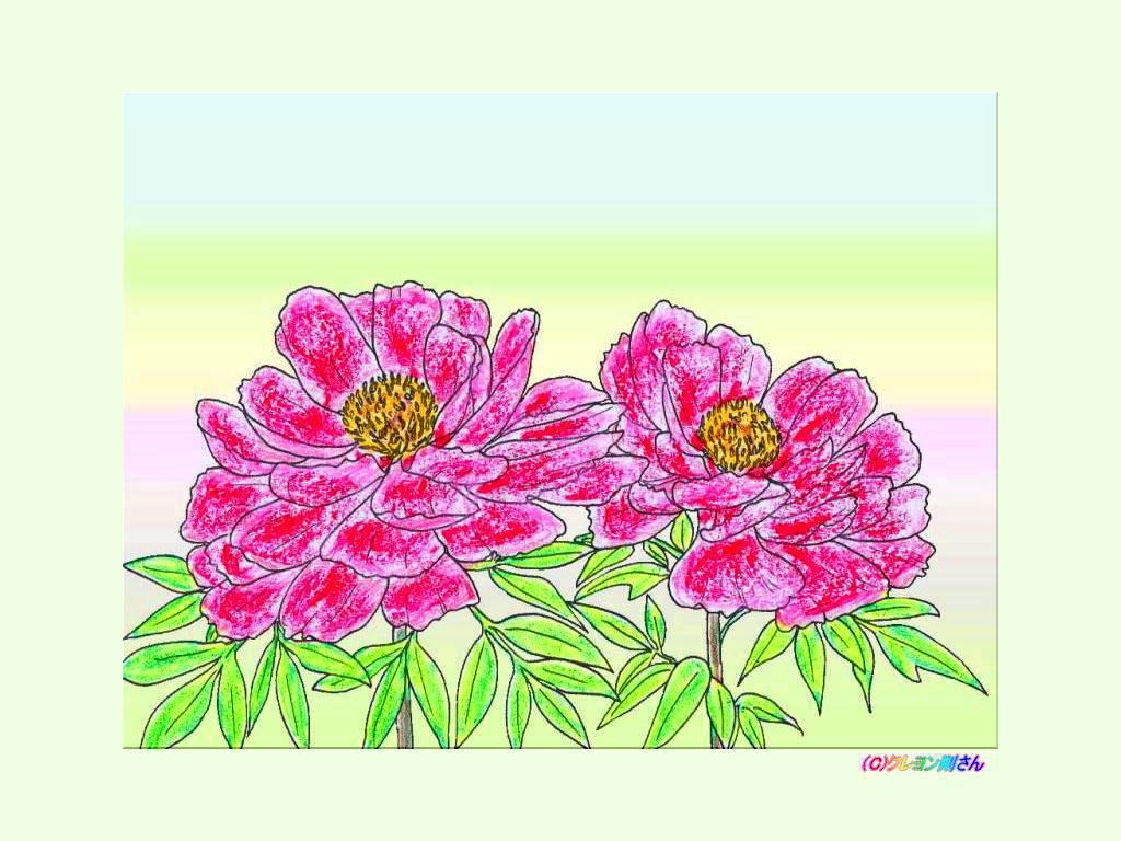 5月3日の誕生花ー牡丹の壁紙